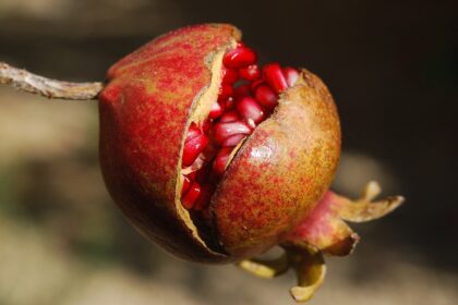 Insalata melograno e noci