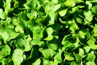 rucola all'insalata