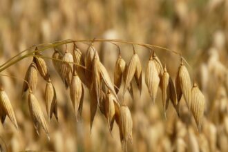 segreti dell'avena in cucina